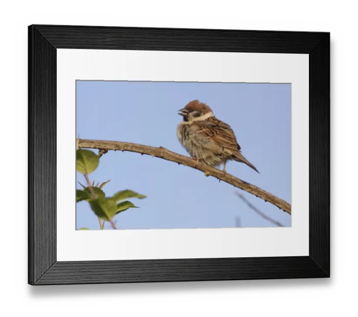 Framed Print : Eurasian Tree Sparrow (Passer montanus) adult, calling, perched on bramble stem, Bempton, East Yorkshire, England, June Framed Print : Eurasian Tree Sparrow (Passer montanus) adult, calling, perched on bramble stem, Bempton, East Yorkshire, England, June
