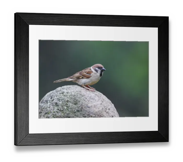 Framed Print : Eurasian Tree Sparrow (Passer montanus) adult, standing on rock, Bulgaria, June Framed Print : Eurasian Tree Sparrow (Passer montanus) adult, standing on rock, Bulgaria, June