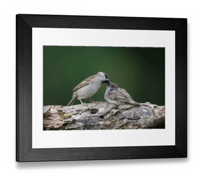 Framed Print : Eurasian Tree Sparrow (Passer montanus) adult male, feeding chick, perched on branch, Bulgaria, May Framed Print : Eurasian Tree Sparrow (Passer montanus) adult male, feeding chick, perched on branch, Bulgaria, May