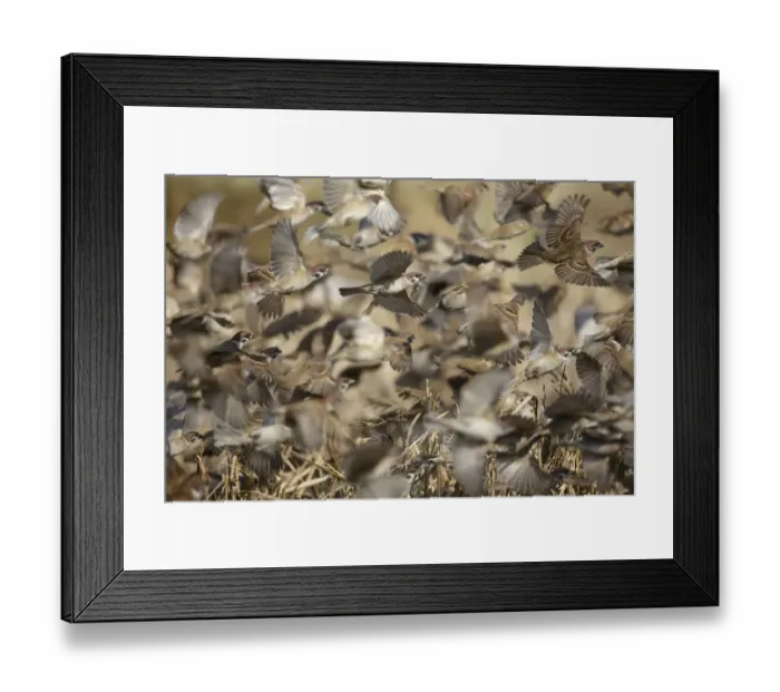 Framed Print : Eurasian Tree Sparrow (Passer montanus) flock, in flight, taking off from field, Long Valley, New Territories Framed Print : Eurasian Tree Sparrow (Passer montanus) flock, in flight, taking off from field, Long Valley, New Territories