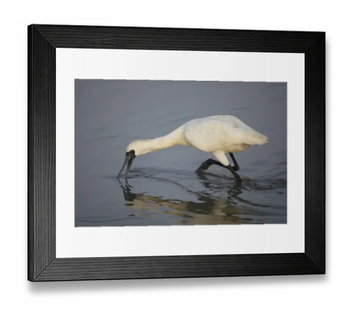 Framed Print : Black-faced Spoonbill (Platalea minor) adult, non-breeding plumage, feeding in water, Nam Sang Wai, New Territories Framed Print : Black-faced Spoonbill (Platalea minor) adult, non-breeding plumage, feeding in water, Nam Sang Wai, New Territories