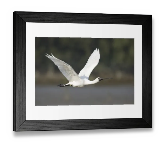 Framed Print : Black-faced Spoonbill (Platalea minor) adult, non-breeding plumage, in flight, with coloured leg rings, Nam Sang Wai Framed Print : Black-faced Spoonbill (Platalea minor) adult, non-breeding plumage, in flight, with coloured leg rings, Nam Sang Wai