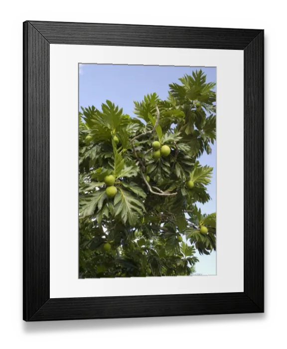 Framed Print : Breadfruit (Artocarpus altilis) fruit and leaves, Jibacoa, Mayabeque Province, Cuba, November