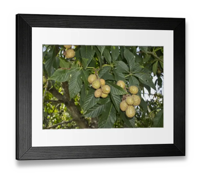 Framed Print : Ohio Buckeye (Aesculus glabra) close-up of fruit and leaves, native of Central U. S. A. September