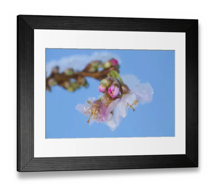 Framed Print : Rosebud Cherry (Prunus x subhirtella) Autumnalis Rosea, close-up of flowers with snow, growing in garden, Powys, Wales Framed Print : Rosebud Cherry (Prunus x subhirtella) Autumnalis Rosea, close-up of flowers with snow, growing in garden, Powys, Wales