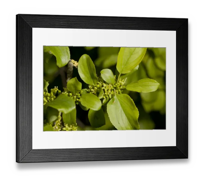 Framed Print : Common Buckthorn (Rhamnus cathartica) close-up of flowers and leaves, growing on chalk downland, Dorset, England, June