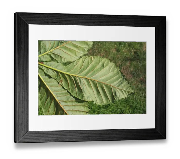 Framed Print : Red Horse Chestnut (Aesculus x carnea) close-up of leaf underside, in garden, Suffolk, England, August Framed Print : Red Horse Chestnut (Aesculus x carnea) close-up of leaf underside, in garden, Suffolk, England, August