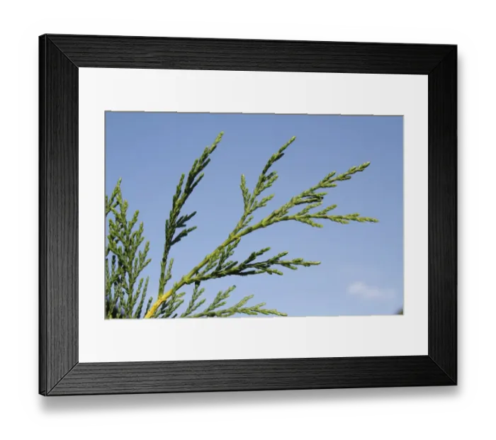 Framed Print : Leyland Cypress (Cupressus x leylandii) close-up of leaves, in garden, Suffolk, England, August Framed Print : Leyland Cypress (Cupressus x leylandii) close-up of leaves, in garden, Suffolk, England, August