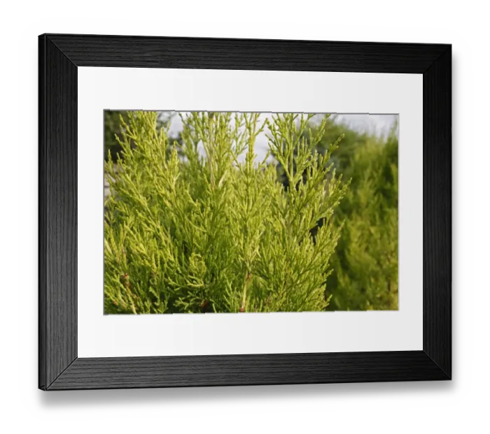 Framed Print : Monterey Cypress (Cupressus macrocarpa) Goldcrest, close-up of leaves, in garden, Suffolk, England, August Framed Print : Monterey Cypress (Cupressus macrocarpa) Goldcrest, close-up of leaves, in garden, Suffolk, England, August