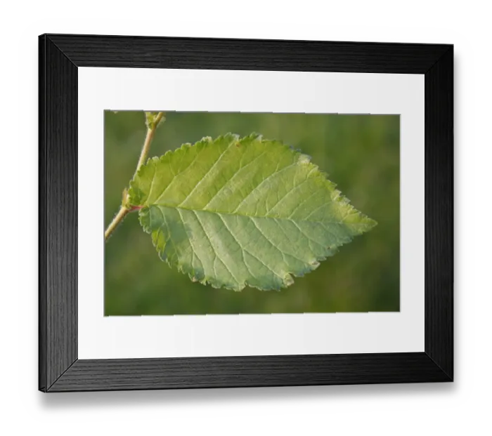 Framed Print : English Elm (Ulmus procera) close-up of leaf, growing in hedgerow, Bacton, Suffolk, England, July Framed Print : English Elm (Ulmus procera) close-up of leaf, growing in hedgerow, Bacton, Suffolk, England, July