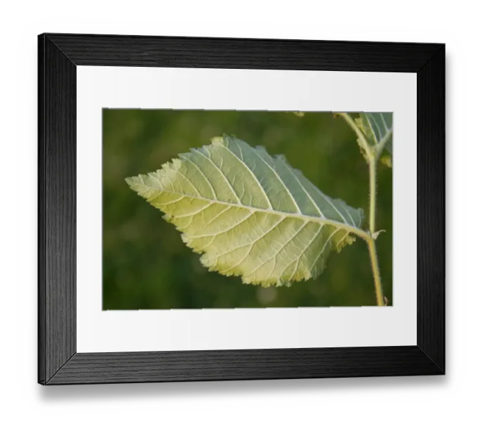 Framed Print : English Elm (Ulmus procera) close-up of leaf underside, growing in hedgerow, Bacton, Suffolk, England, July