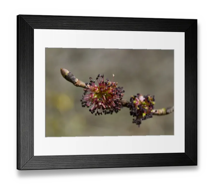Framed Print : Wych Elm (Ulmus glabra) close-up of female flowers on shoot, Powys, Wales, April