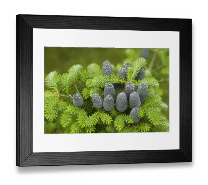 Framed Print : Korean Fir (Abies koreana) close-up of cones and needles Framed Print : Korean Fir (Abies koreana) close-up of cones and needles