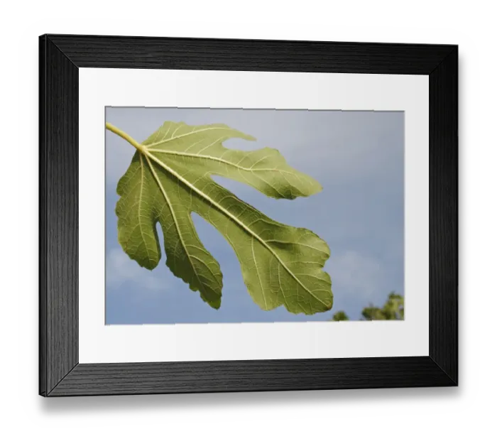 Framed Print : Common Fig (Ficus carica) close-up of leaf underside, in garden, Suffolk, England, August Framed Print : Common Fig (Ficus carica) close-up of leaf underside, in garden, Suffolk, England, August