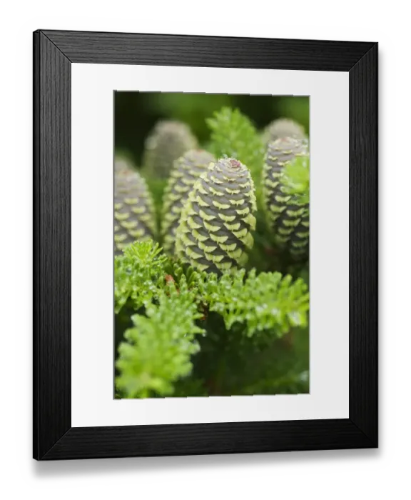 Framed Print : Korean Fir (Abies koreana) close-up of cone Framed Print : Korean Fir (Abies koreana) close-up of cone
