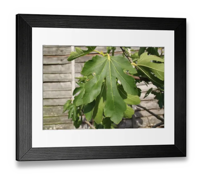 Framed Print : Common Fig (Ficus carica) close-up of leaves, growing beside fence in garden, Suffolk, England, August