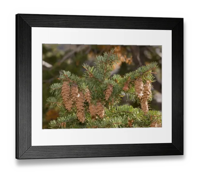 Framed Print : Douglas Fir (Pseudotsuga menziesii) close-up of cones and foliage, Utah, U. S. A. September