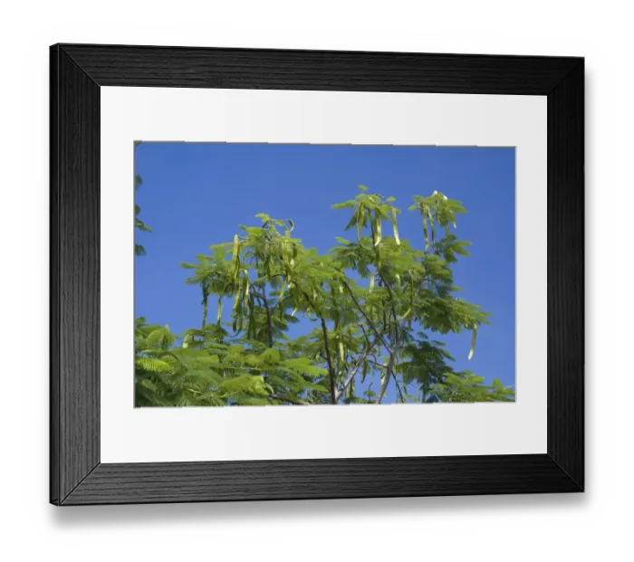 Framed Print : Flamboyant Tree (Delonix regia) leaves and seedpods, Grenada, Grenadines, Windward Islands, Lesser Antilles, August Framed Print : Flamboyant Tree (Delonix regia) leaves and seedpods, Grenada, Grenadines, Windward Islands, Lesser Antilles, August