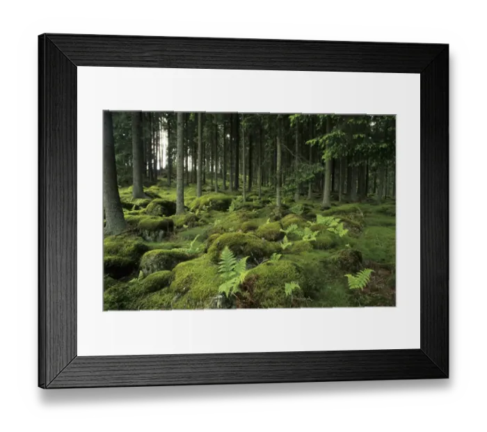 Framed Print : Ancient boreal coniferous forest, interior with moss covered rocks and ferns on forest floor, Vastergotland, Sweden Framed Print : Ancient boreal coniferous forest, interior with moss covered rocks and ferns on forest floor, Vastergotland, Sweden