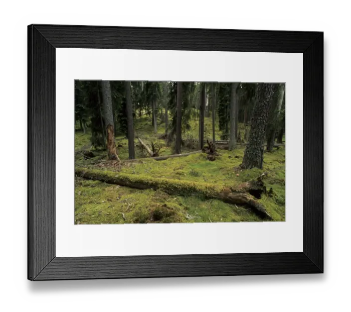 Framed Print : Ancient boreal coniferous forest, interior with moss covered fallen trunk in small clearing, Ryfors Forest, Jonkoping Framed Print : Ancient boreal coniferous forest, interior with moss covered fallen trunk in small clearing, Ryfors Forest, Jonkoping
