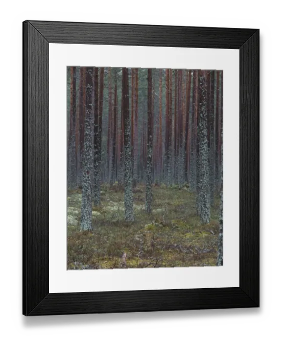 Framed Print : View through Pine Forest of tree trunks and ground covered in lichens, Sweden Framed Print : View through Pine Forest of tree trunks and ground covered in lichens, Sweden