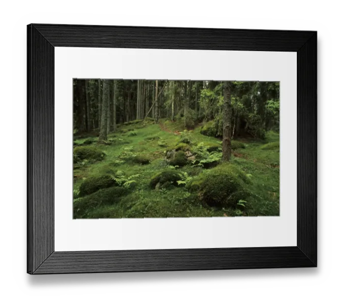 Framed Print : Ancient boreal coniferous forest, interior with moss covered rocks and ferns on forest floor, Vastergotland, Sweden Framed Print : Ancient boreal coniferous forest, interior with moss covered rocks and ferns on forest floor, Vastergotland, Sweden