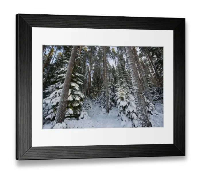 Framed Print : Coniferous forest habitat in snow, Sweden, february Framed Print : Coniferous forest habitat in snow, Sweden, february