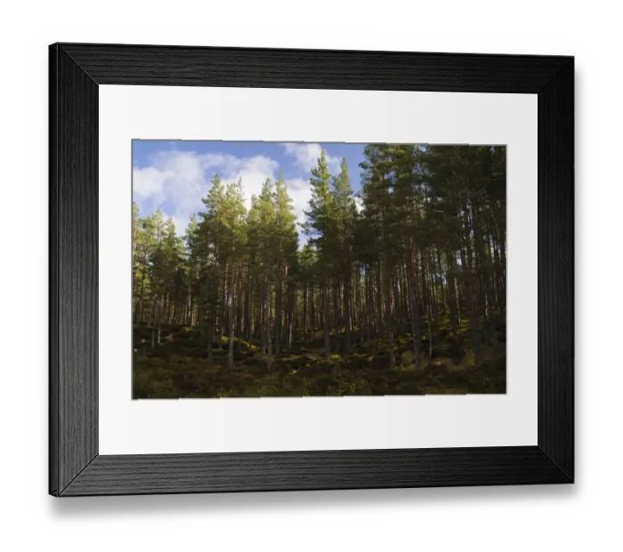 Framed Print : Coniferous woodland habitat, Invereshie and Inshriach National Nature Reserve, near Feshiebridge, Cairngorms N. P Framed Print : Coniferous woodland habitat, Invereshie and Inshriach National Nature Reserve, near Feshiebridge, Cairngorms N. P
