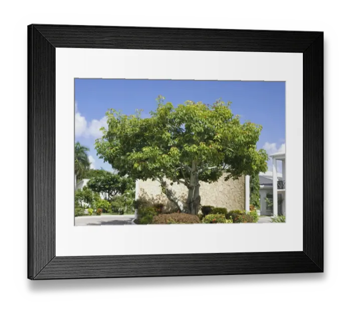 Framed Print : Frangipani (Plumeria sp. ) habit, growing in hotel grounds, Grenada, Grenadines, Windward Islands, Lesser Antilles