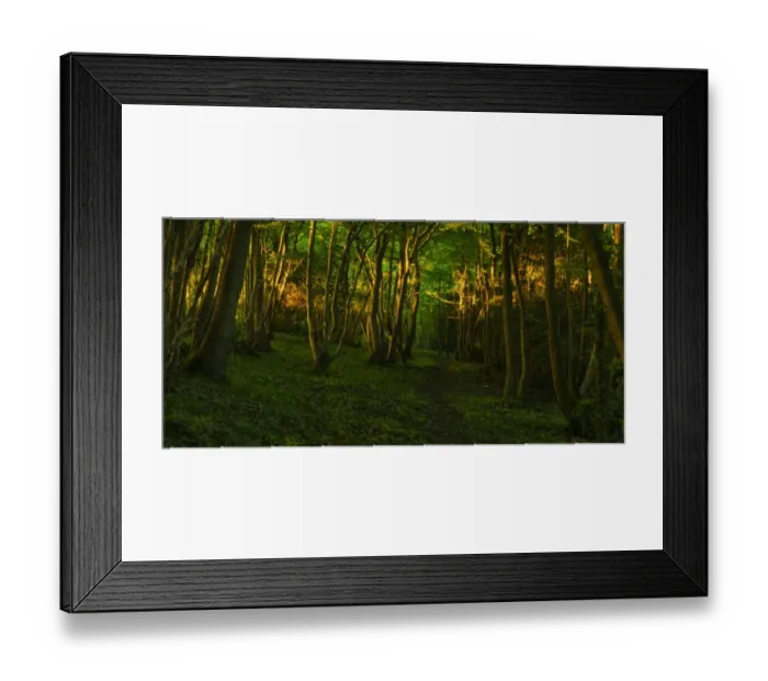Framed Print : Evening sunlight in coppice woodland habitat, Kent, England, June