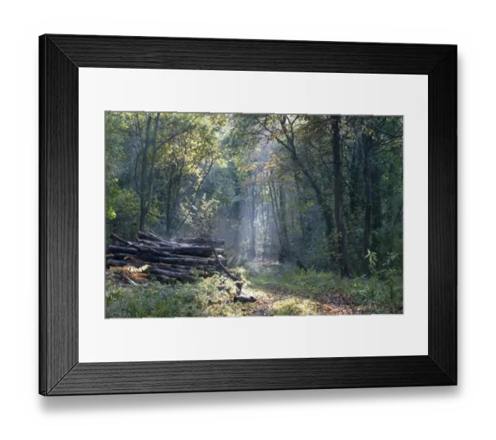 Framed Print : Deciduous woodland with pile of logs in autumn, Sheringham Park, Norfolk, England, October Framed Print : Deciduous woodland with pile of logs in autumn, Sheringham Park, Norfolk, England, October