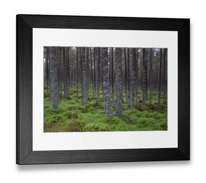 Framed Print : Lichen covered tree trunks in coniferous forest habitat, Aviemore, Cairngorms N. P Framed Print : Lichen covered tree trunks in coniferous forest habitat, Aviemore, Cairngorms N. P