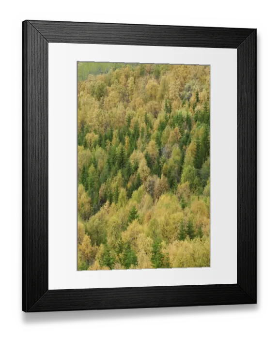 Framed Print : View of forest habitat with conifer and birch trees in autumn colour, Lapland, Finland, September Framed Print : View of forest habitat with conifer and birch trees in autumn colour, Lapland, Finland, September