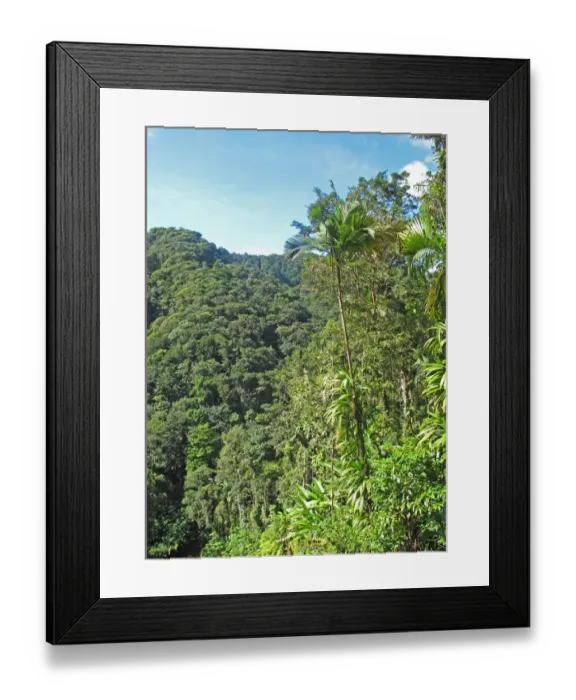 Framed Print : View over tropical rainforest habitat, Quilesse Forest Reserve, St. Lucia, Windward Islands, Lesser Antilles, December Framed Print : View over tropical rainforest habitat, Quilesse Forest Reserve, St. Lucia, Windward Islands, Lesser Antilles, December