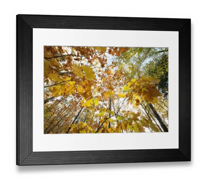 Framed Print : Autumn leaves in deciduous woodland, Marsham Woods, Norfolk, England, October Framed Print : Autumn leaves in deciduous woodland, Marsham Woods, Norfolk, England, October