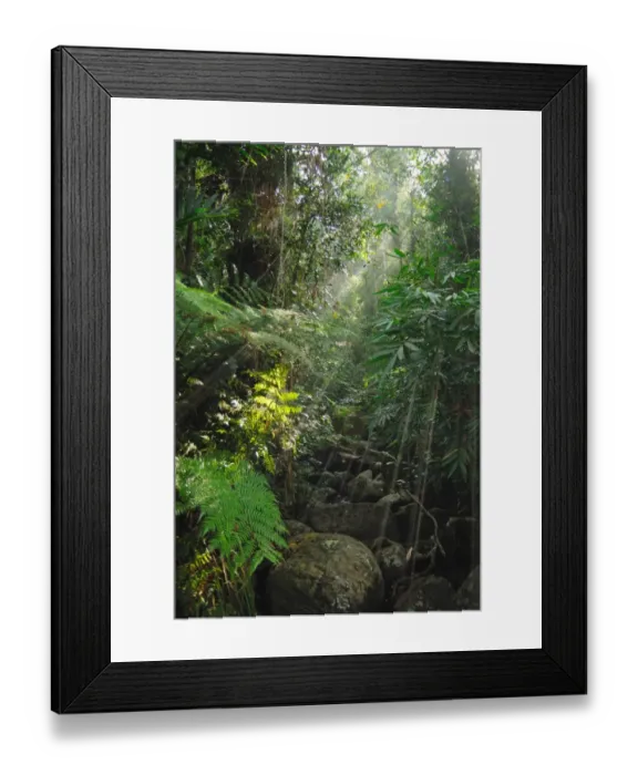 Framed Print : Lush vegetation overhanging stream in primary lowland rainforest habitat, Sinharaja Forest Reserve, Sri Lanka, February Framed Print : Lush vegetation overhanging stream in primary lowland rainforest habitat, Sinharaja Forest Reserve, Sri Lanka, February