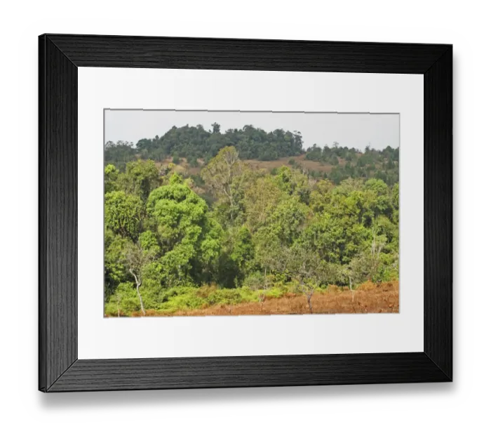Framed Print : Tropical forest kept open by periodic burning, Dakdam Highland, Cambodia, January Framed Print : Tropical forest kept open by periodic burning, Dakdam Highland, Cambodia, January