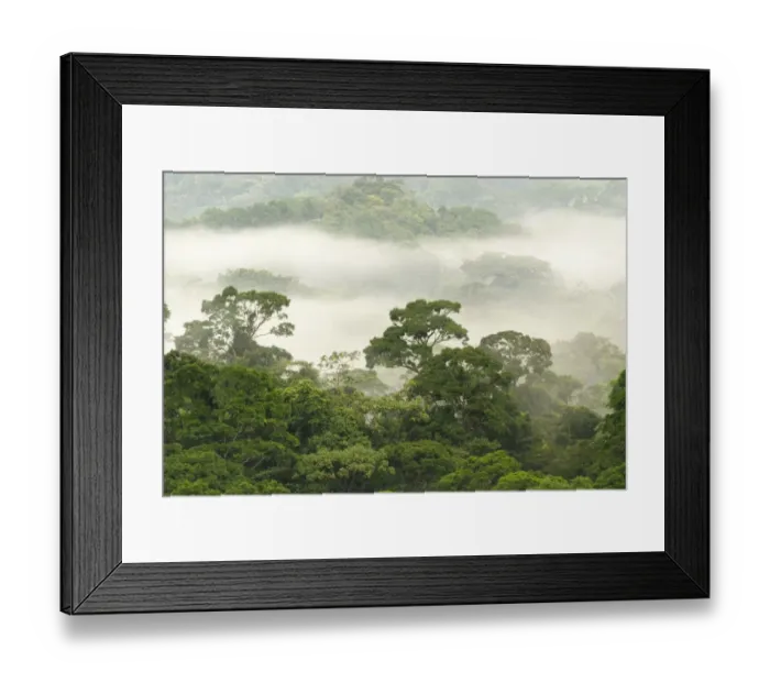 Framed Print : Cloudforest habitat, Volcan Arenal N. P. Alajuela Province, Costa Rica, August Framed Print : Cloudforest habitat, Volcan Arenal N. P. Alajuela Province, Costa Rica, August