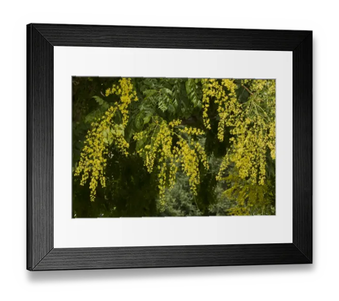 Framed Print : Golden Rain Tree (Koelreuteria paniculata) introduced species, close-up of flowers and fruits, France, August Framed Print : Golden Rain Tree (Koelreuteria paniculata) introduced species, close-up of flowers and fruits, France, August