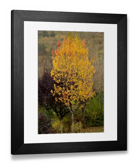 Framed Print : American Sweetgum (Liquidamber styraciflua) introduced species, habit, leaves in autumn colour, Dordogne, France Framed Print : American Sweetgum (Liquidamber styraciflua) introduced species, habit, leaves in autumn colour, Dordogne, France
