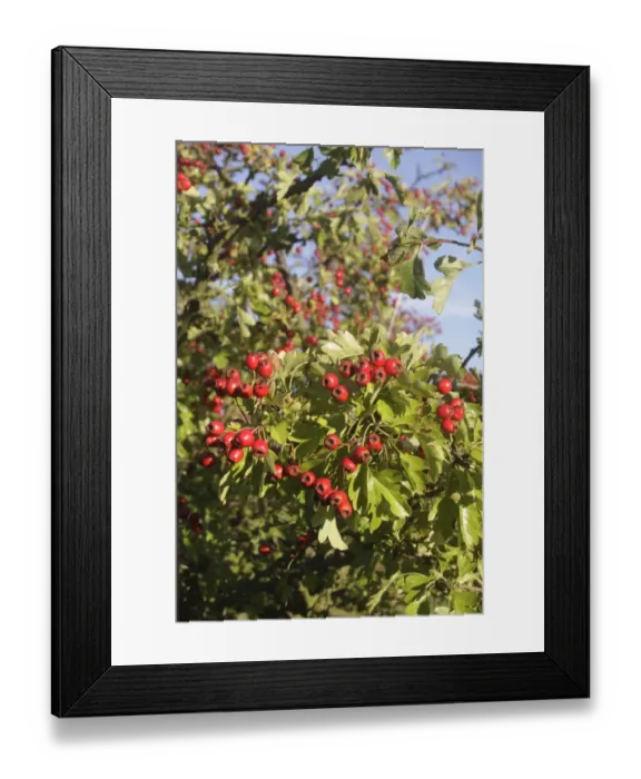 Framed Print : Common Hawthorn (Crataegus monogyna) close-up of leaves and berries, growing in hedgerow, West Yorkshire, England Framed Print : Common Hawthorn (Crataegus monogyna) close-up of leaves and berries, growing in hedgerow, West Yorkshire, England