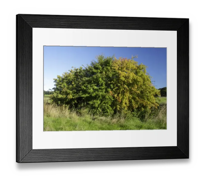 Framed Print : Common Hawthorn (Crataegus monogyna) habit, with leaves partially changed to autumn colour, West Yorkshire, England