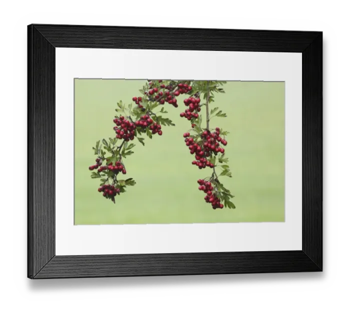 Framed Print : Common Hawthorn (Crataegus monogyna) close-up of leaves and berries, growing at field edge in farmland, West Yorkshire Framed Print : Common Hawthorn (Crataegus monogyna) close-up of leaves and berries, growing at field edge in farmland, West Yorkshire