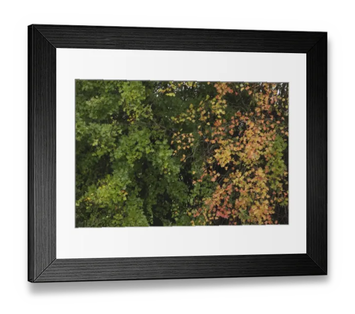 Framed Print : Common Hawthorn (Crataegus monogyna) leaves in partial autumn colour, West Yorkshire, England, October Framed Print : Common Hawthorn (Crataegus monogyna) leaves in partial autumn colour, West Yorkshire, England, October