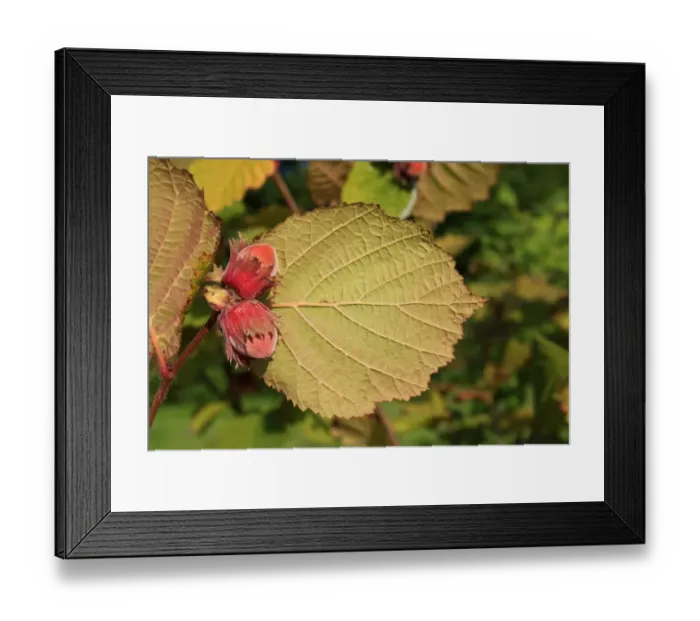 Framed Print : Common Hazel (Corylus avellana) close-up of nuts and leaf underside, growing in woodland, Vicarage Plantation Framed Print : Common Hazel (Corylus avellana) close-up of nuts and leaf underside, growing in woodland, Vicarage Plantation