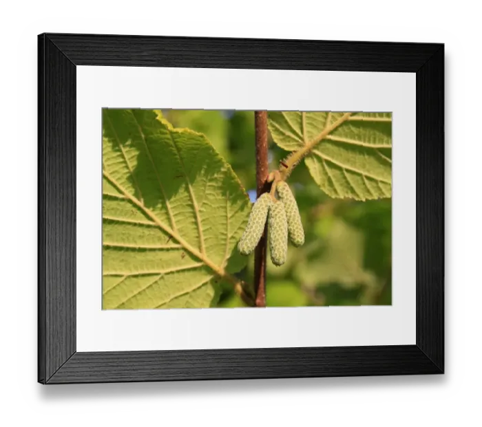 Framed Print : Common Hazel (Corylus avellana) close-up of male catkins, growing in woodland, Vicarage Plantation, Mendlesham Framed Print : Common Hazel (Corylus avellana) close-up of male catkins, growing in woodland, Vicarage Plantation, Mendlesham