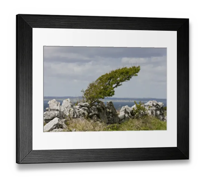 Framed Print : Common Hawthorn (Crataegus monogyna) wind-pruned habit, growing at coast, Black Head, The Burren, County Clare Framed Print : Common Hawthorn (Crataegus monogyna) wind-pruned habit, growing at coast, Black Head, The Burren, County Clare