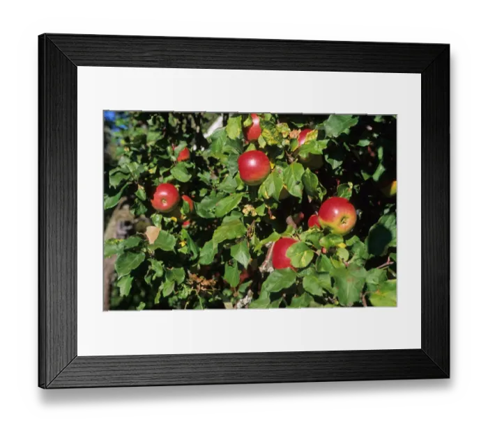 Framed Print : Cultivated Apple (Malus domestica) red apples on branch, Sweden Framed Print : Cultivated Apple (Malus domestica) red apples on branch, Sweden