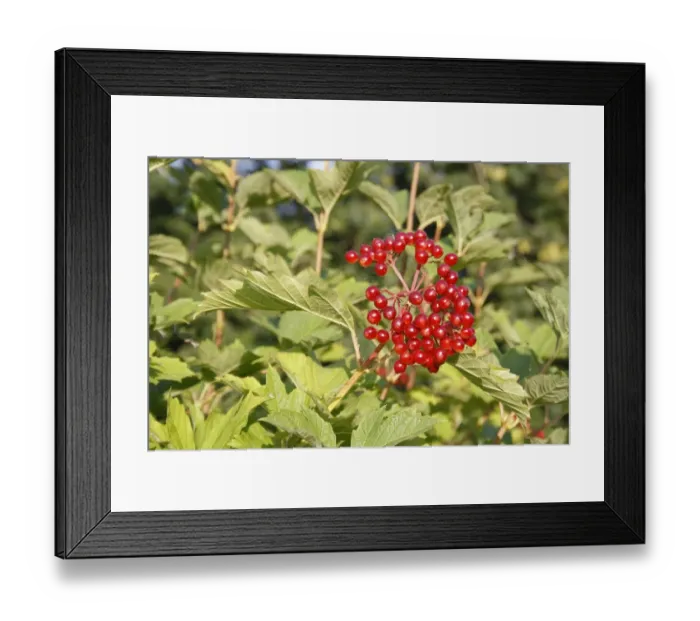 Framed Print : Guelder Rose (Viburnum opalus) close-up of berries and leaves, growing in hedgerow, Mendlesham, Suffolk, England Framed Print : Guelder Rose (Viburnum opalus) close-up of berries and leaves, growing in hedgerow, Mendlesham, Suffolk, England