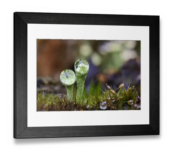 Framed Print : Cup Lichen (Cladonia pyxidata) fruiting bodies, with raindrops resting in cups and lensing interior, Clumber Park